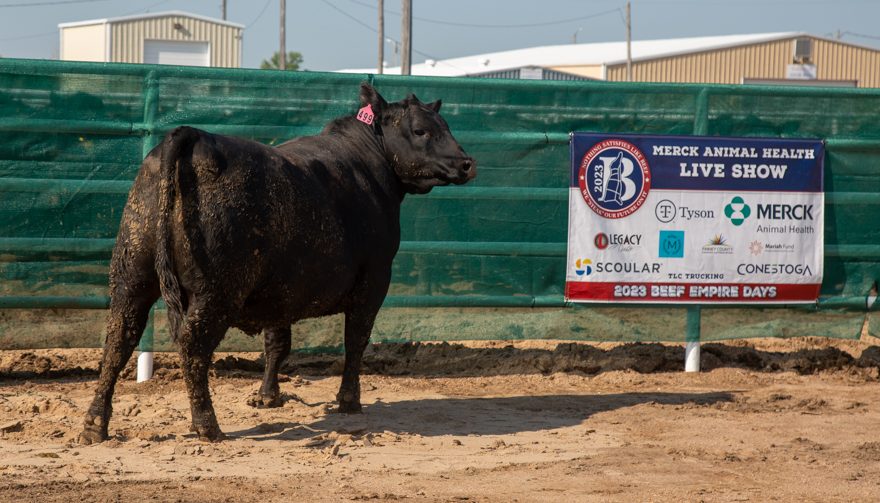 A heifer being judged at the Beef Empire Days Live Show, June 6 in Garden City, Kansas. (Journal photo by Kylene Scott.)