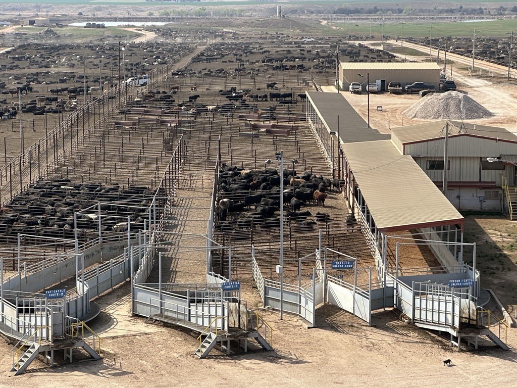 Buffalo Feeders employs 37 dedicated employees as the feedlot has a capacity of 32,000 head of cattle. (Courtesy photo.)