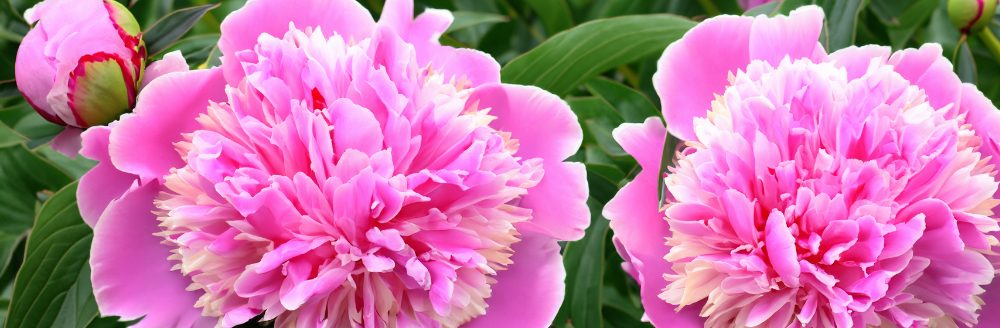 Peony garden (Photo: AI generated)