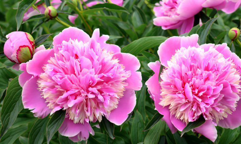 Peony garden (Photo: AI generated)