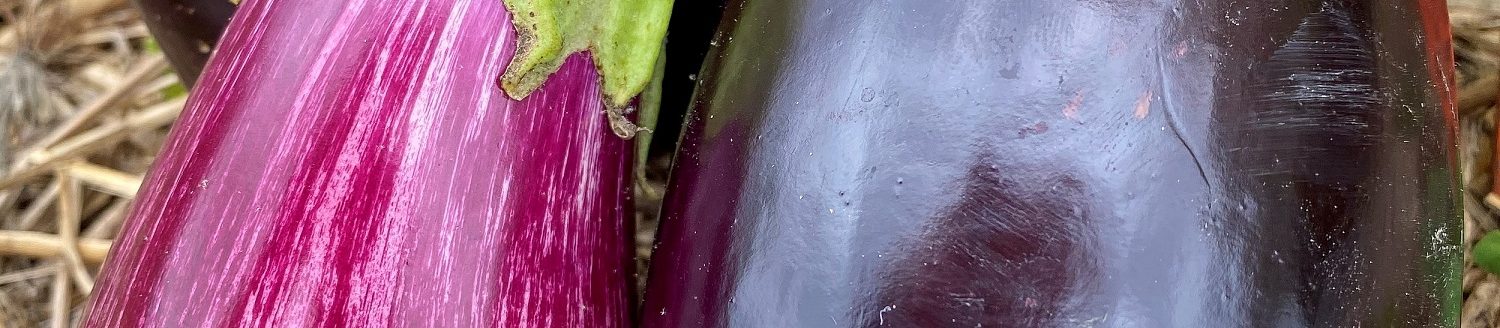 Eggplant (Photo: Cindy Haynes)