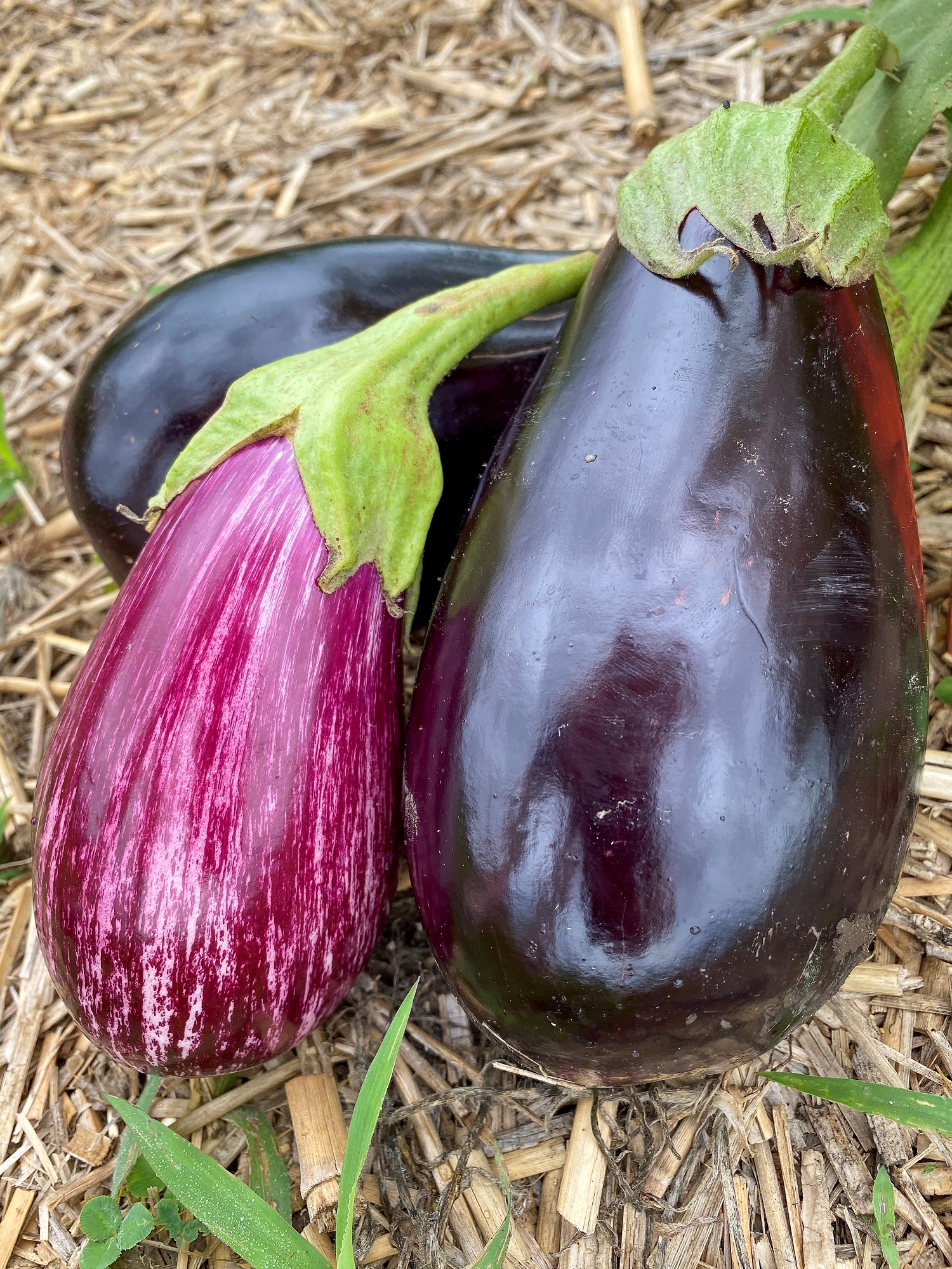 Eggplant (Photo: Cindy Haynes)
