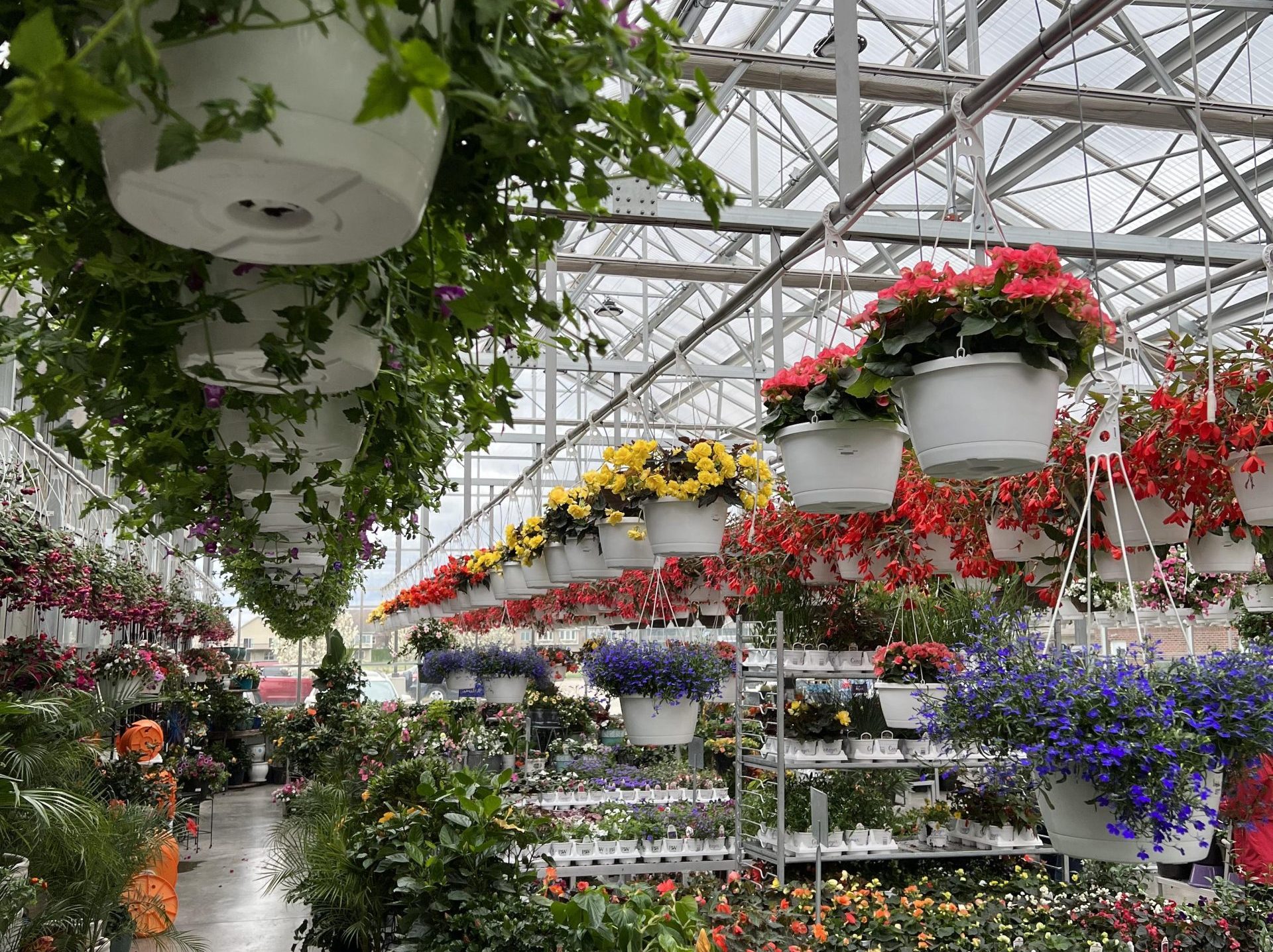 Hanging baskets in a store (Photo: Iowa State University Extension)
