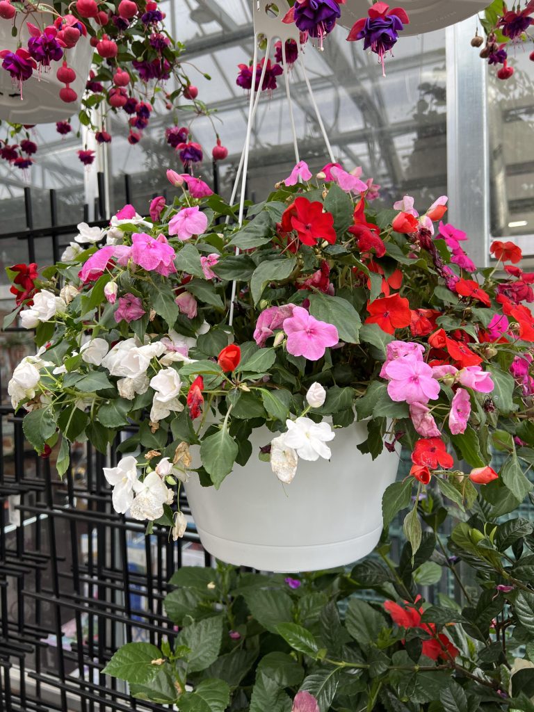 Hanging basket with impatiens (Photo: Iowa State University Extension and Outreach)