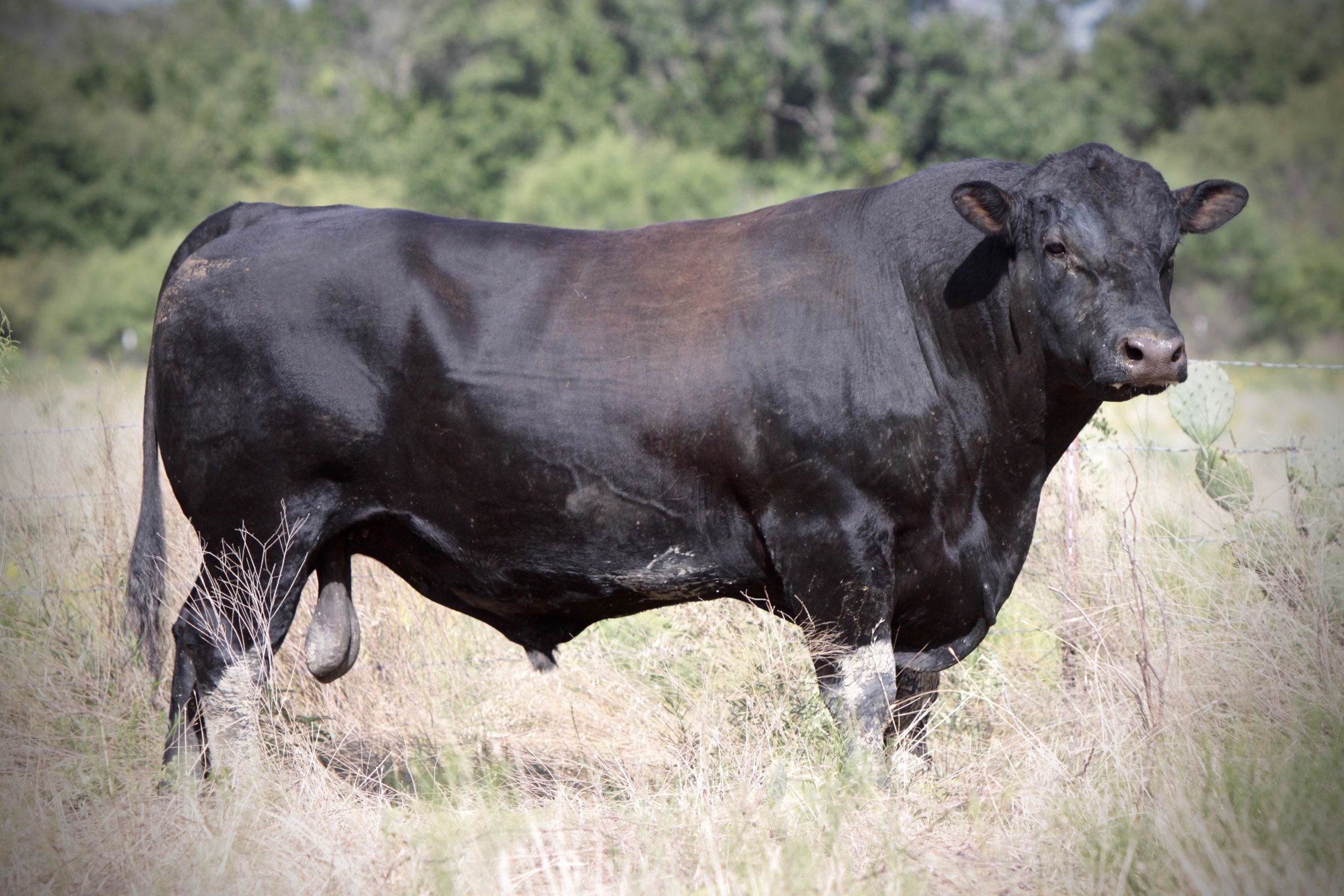 Livestock producers wanting to use Angus bulls can now test for a rare genetic condition that affects calves thanks to research initiated by Texas A&M AgriLife Extension Service beef cattle specialists. (Courtesy photo)