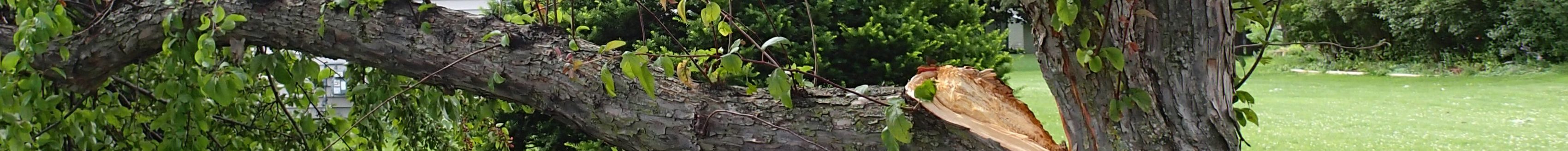 Broken tree limb from storm damage laying on a lawn (Photo: iStock - Dcwcreations)