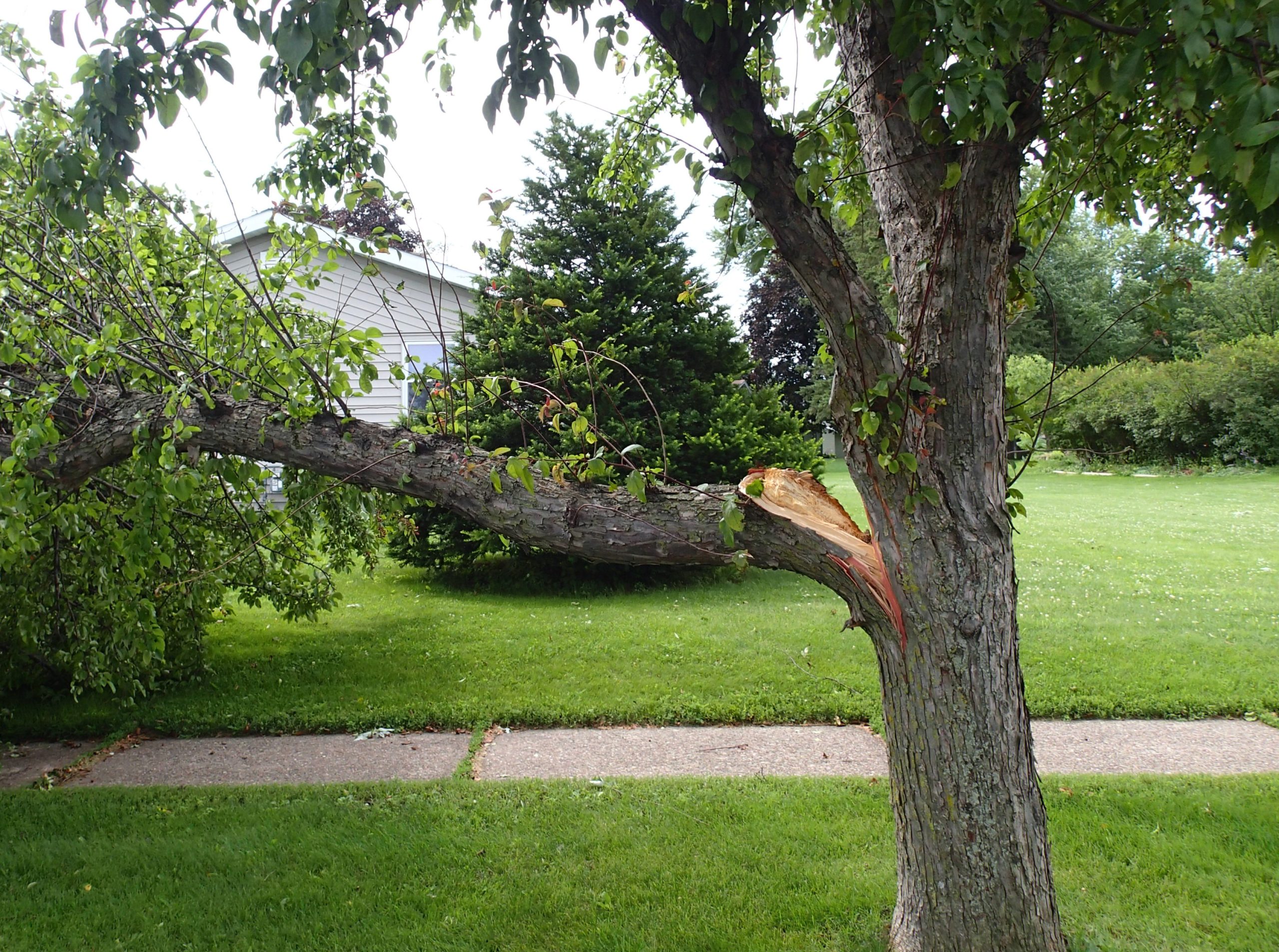 Broken tree limb from storm damage laying on a lawn (Photo: iStock - Dcwcreations)