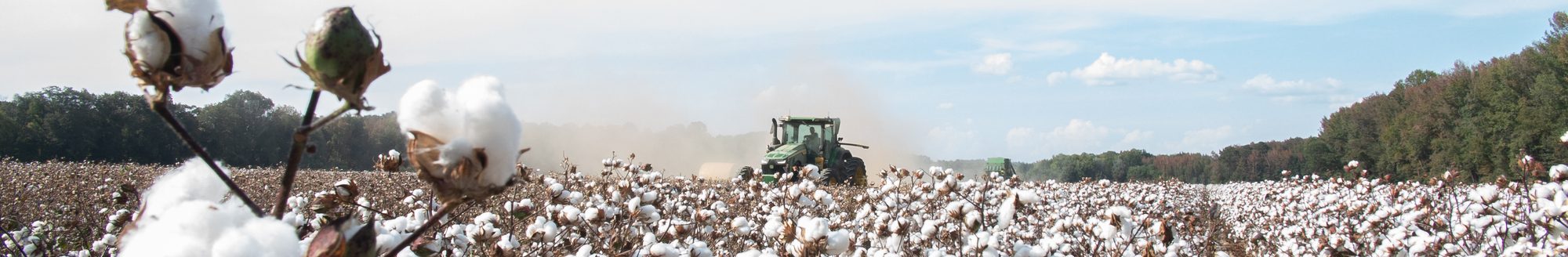 Cotton field harvest. (iStock │ #1835475167 - Jacob Mathers)