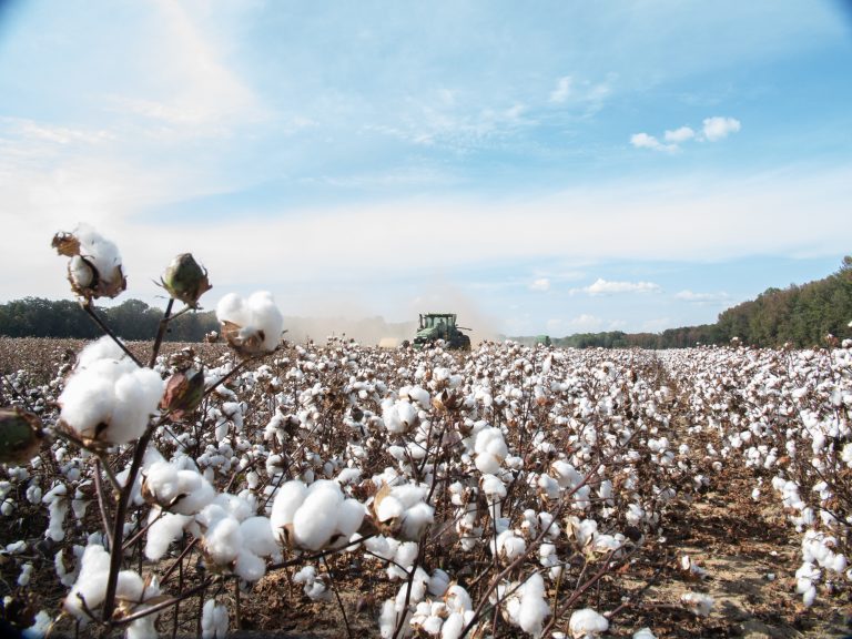 Cotton field harvest. (iStock │ #1835475167 - Jacob Mathers)