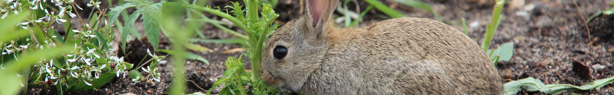 Rabbit in a garden (Photo: iStock - LeoMalsam)