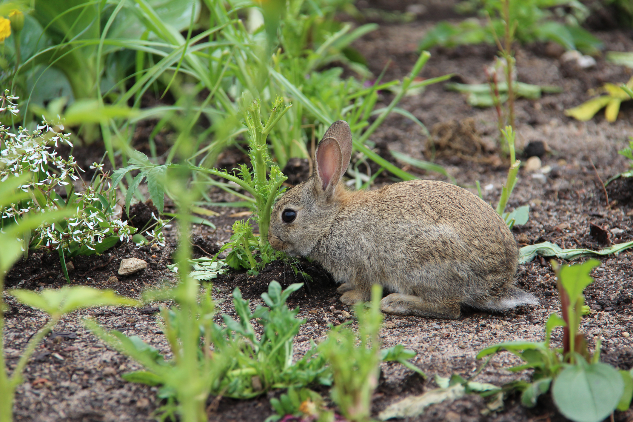 Rabbit in a garden (Photo: iStock - LeoMalsam)