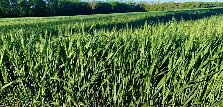 Lush wheat basks in the evening sun April 28 just north of Salina, Kansas. Local farmers say the crop needs more rain to yield well. (Photo by Tim Unruh.)