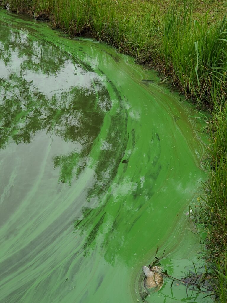 Cyanobacteria can appear in many shades, ranging from blue-green to red. (Brittany Chesser/Texas A&M AgriLife Extension Service)