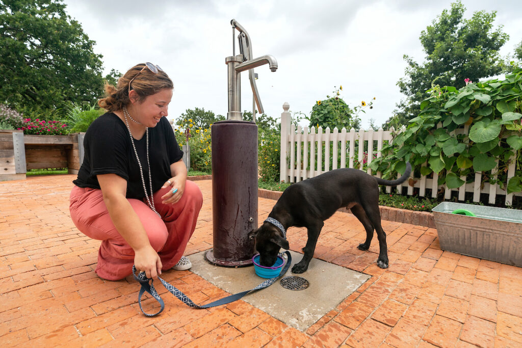 Experts with Texas A&M AgriLife encourage Texans to incorporate safety measures to protect pets from heat stress. (Laura McKenzie/Texas A&M AgriLife)