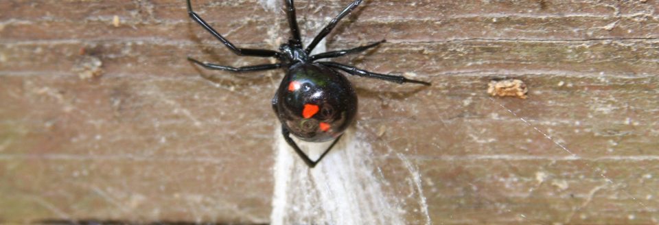 Black widow spiders seem to be more active this year, says K-State entomologist Jeff Whitworth. (Photo courtesy of K-State Department of Entomology)