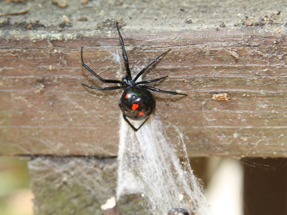 Black widow spiders seem to be more active this year, says K-State entomologist Jeff Whitworth. (Photo courtesy of K-State Department of Entomology)