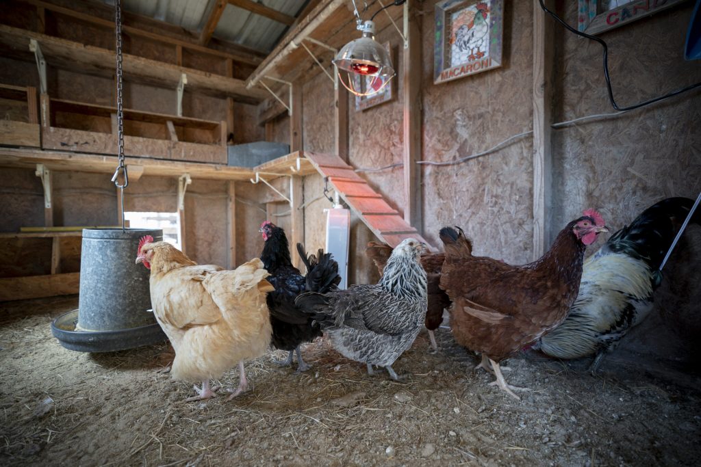 Different breeds of chickens lay different colorded eggs. (Laura McKenzie/Texas A&M AgriLife)