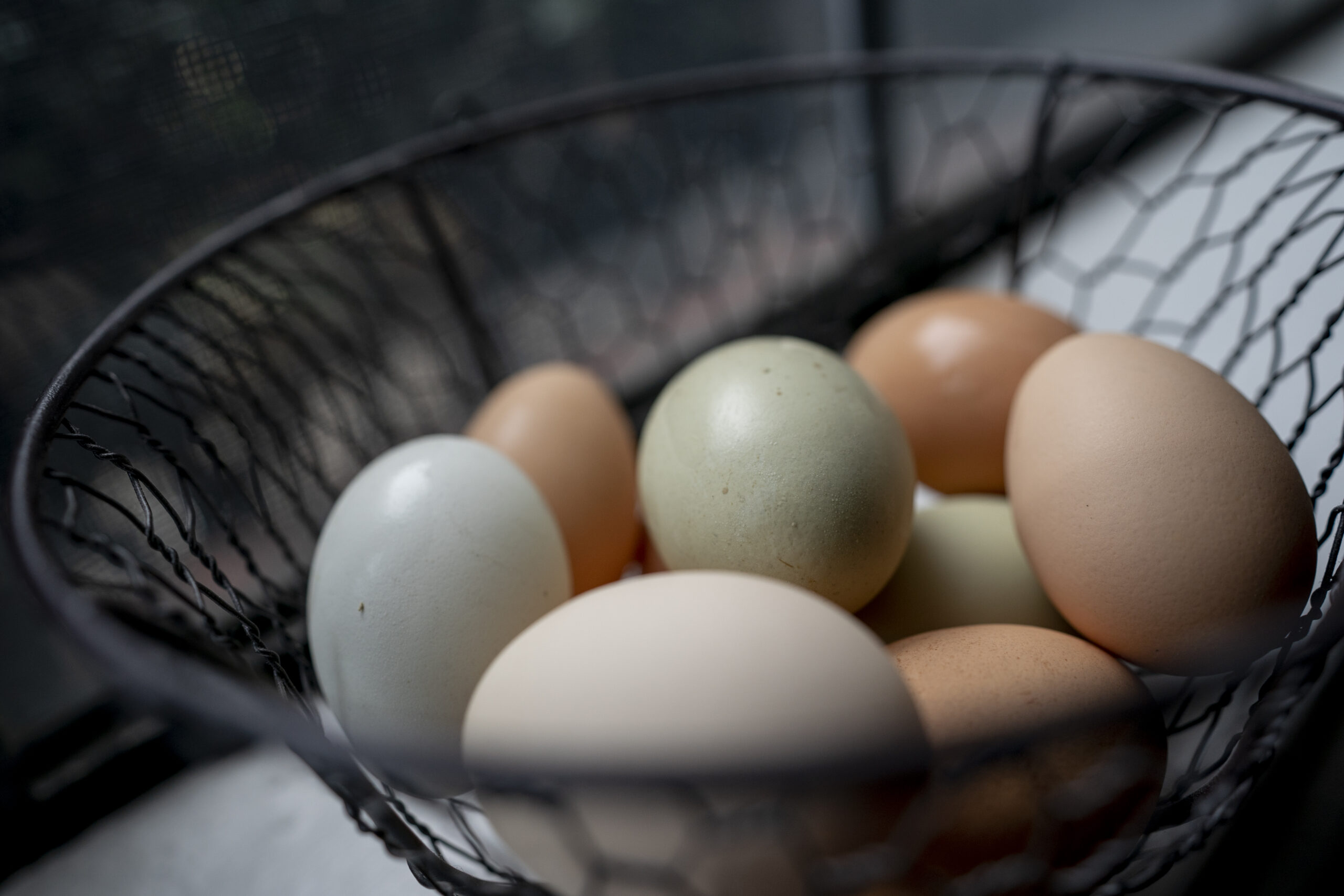 Chickens lay eggs of different colors primarily due to their genetics. (Laura McKenzie/Texas A&M AgriLife)