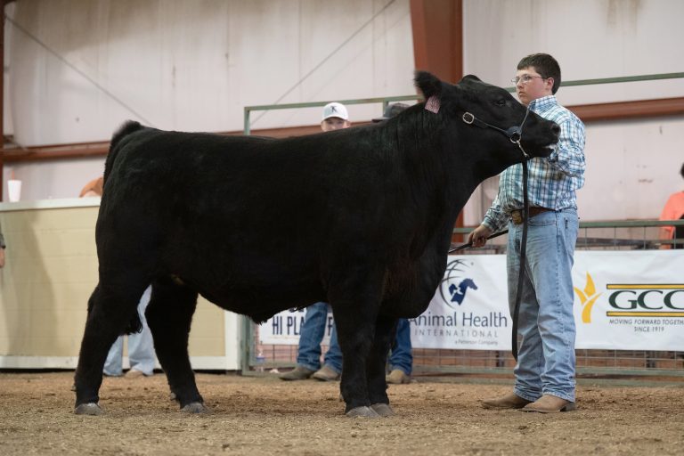 Shaun Scott, Wright Kansas, showing his market steer at the Sunflower Showdown Livestock Show in Garden City, Kansas, June 1. (Photo by Haven Johnson.)