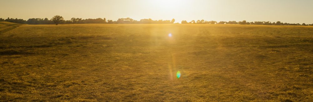 Pasture summer heat (Photo: AI generated image)