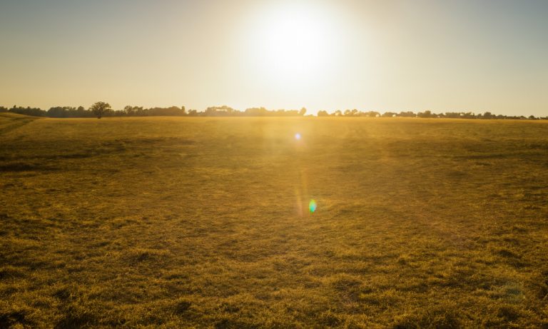 Pasture summer heat (Photo: AI generated image)