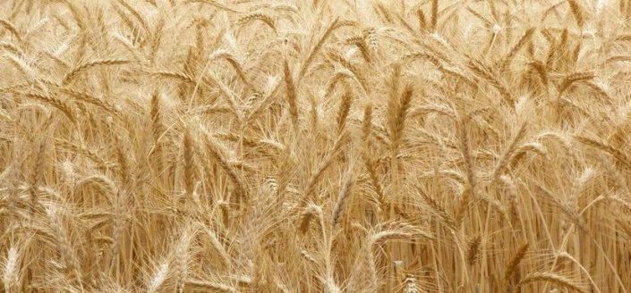 Kansas Wheat (Photo: courtesy of Frank J. Buchman)