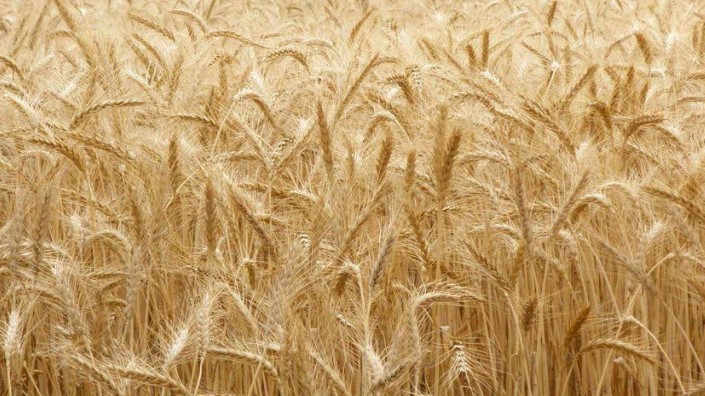 Kansas Wheat (Photo: courtesy of Frank J. Buchman)