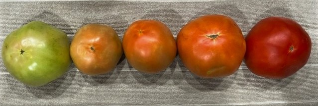 Stages of a tomato shown from a “breaker” to fully ripe. (Larry Stein/Texas A&M AgriLife)