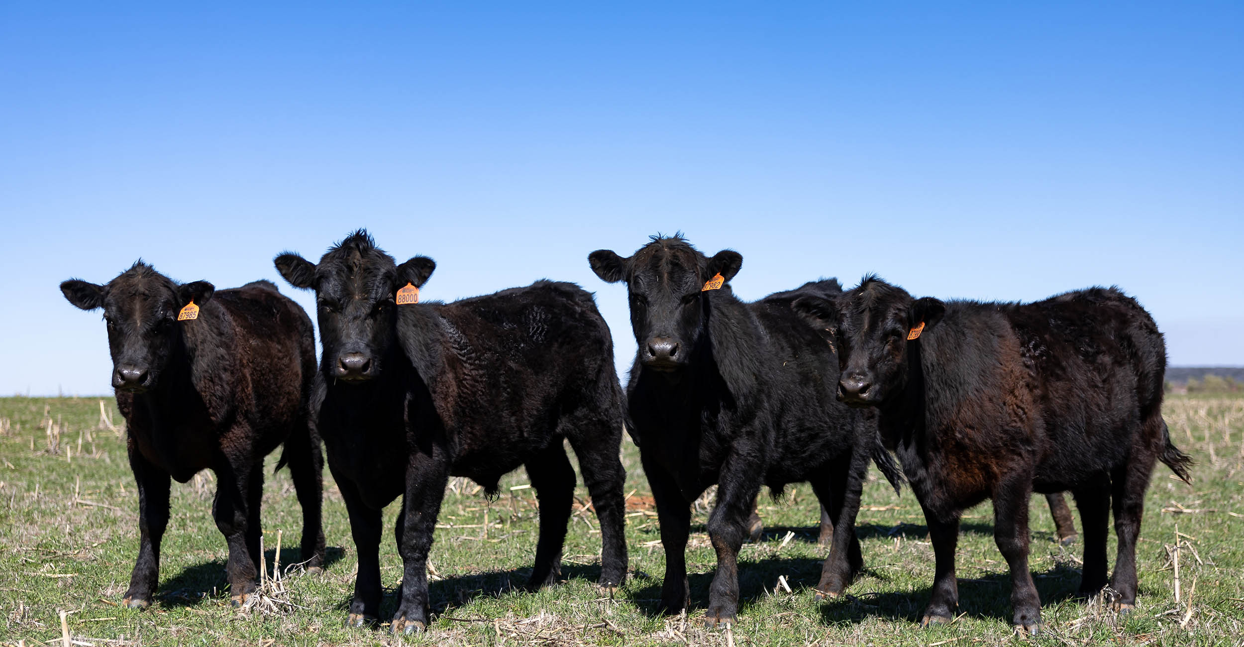 OQBN cattle on a field outside of Langston on Monday, March 18, 2024. (Photo by Mitchell Alcala/OSU Agriculture)