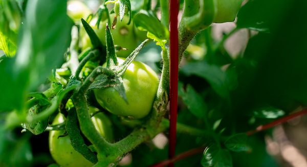 Tomatoes picked too soon will not ripen, but can be used for fried green tomatoes. (Laura McKenzie/Texas A&M AgriLife)