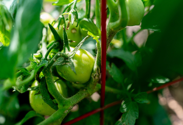 Tomatoes picked too soon will not ripen, but can be used for fried green tomatoes. (Laura McKenzie/Texas A&M AgriLife)