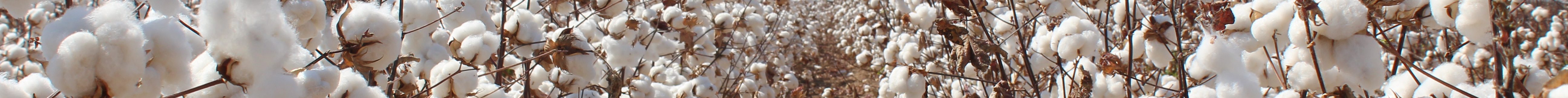 Photo courtesy of Deltapine.