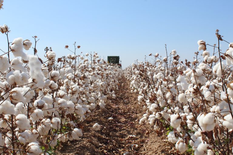 Photo courtesy of Deltapine.