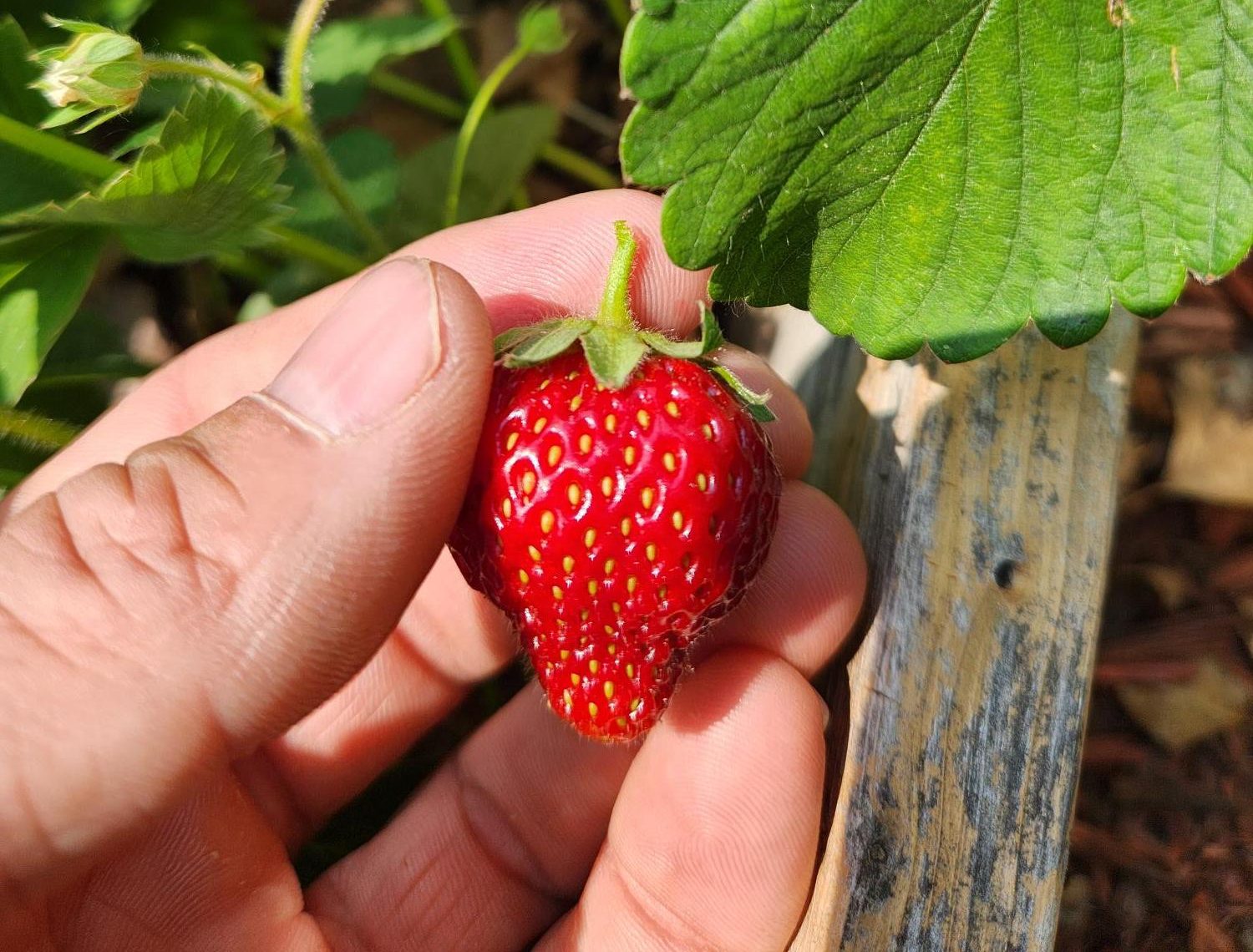 Harvested ripe strawberry (Photo: Randall Vos - Iowa State University Extension & Outreach)