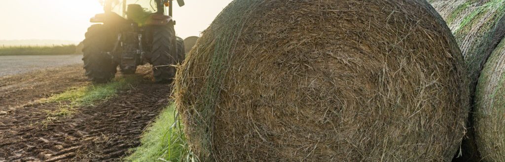 Despite record low hay inventories in Texas in 2023, prospects for higher yields this hay season are being fueled by heavy rainfall across major production regions of Texas, according to Texas A&M AgriLife Extension Service experts. (Texas A&M AgriLife)