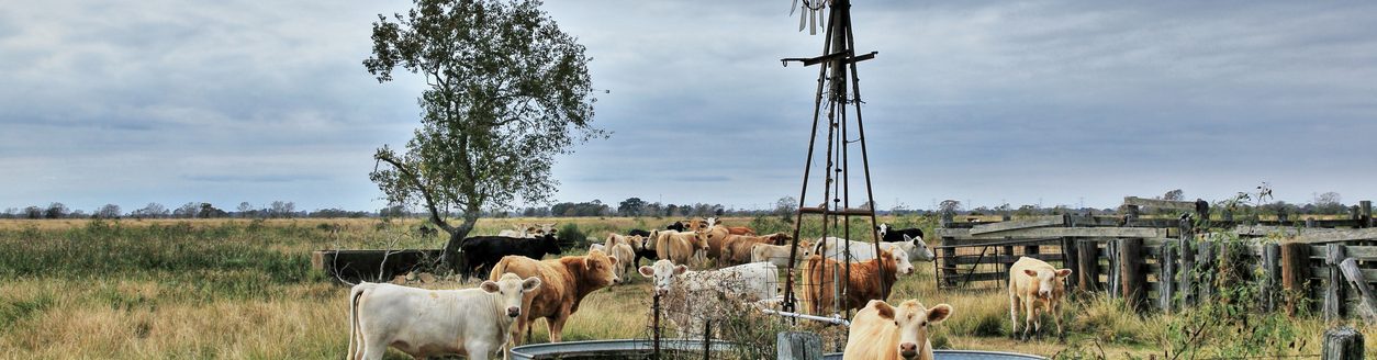 Cattle getting a morning drink of water. (Photo: iStock - Chester Leeds)