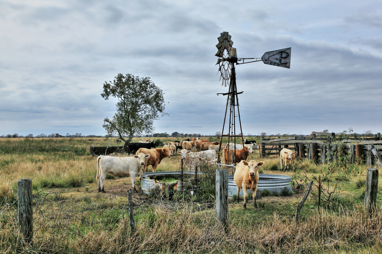 Cattle getting a morning drink of water. (Photo: iStock - Chester Leeds)