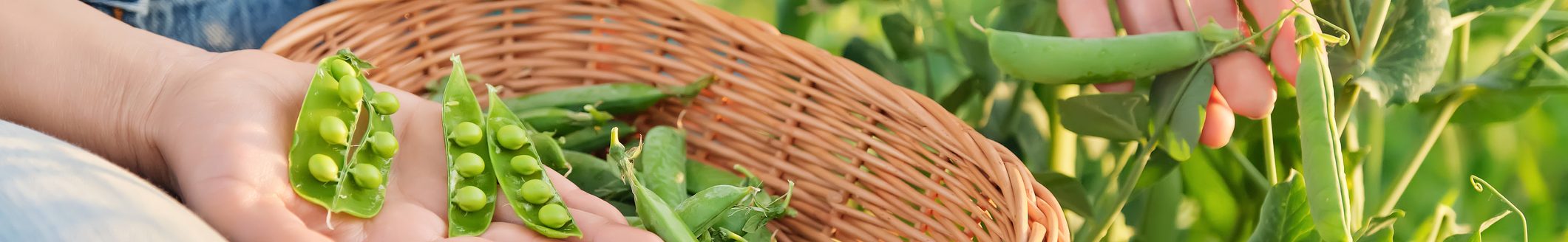 Woman with freshly picked green pea pods peeling and eating peas in vegetable garden. (Photo: iStock - Valeriy_G)