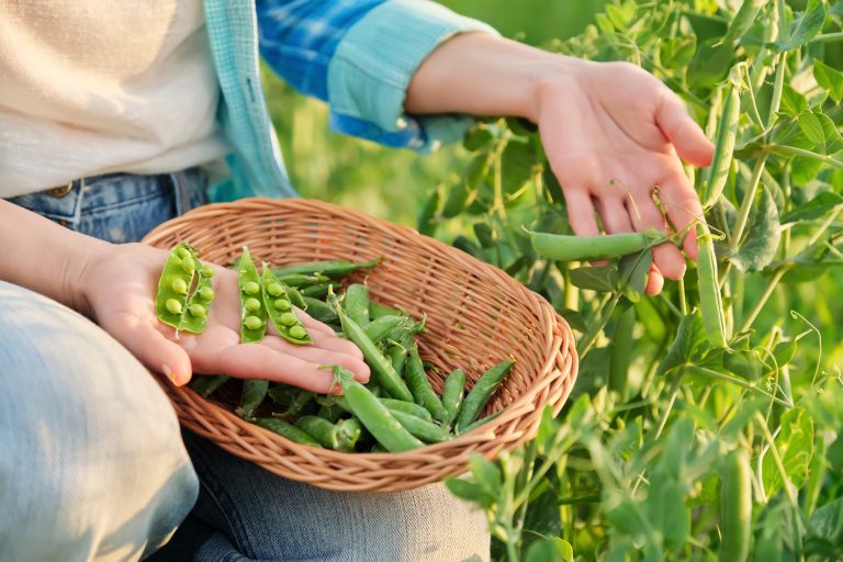 Woman with freshly picked green pea pods peeling and eating peas in vegetable garden. (Photo: iStock - Valeriy_G)