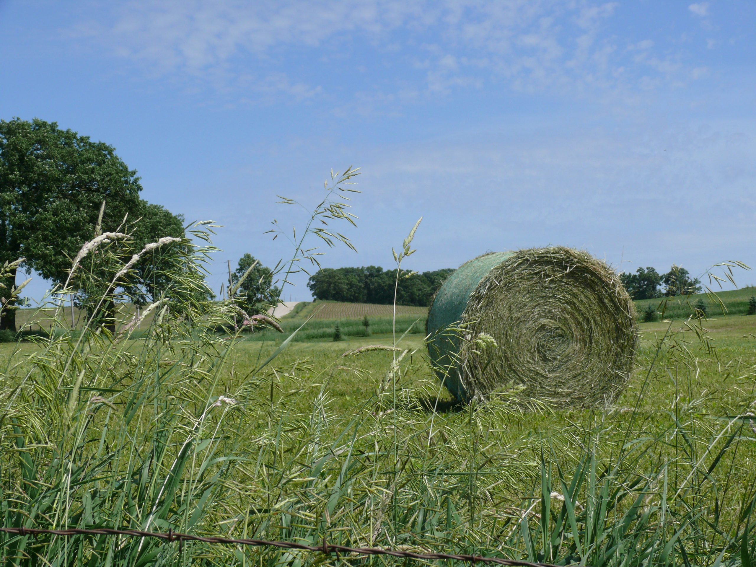 Round hay bale (Photo: Iowa State University Extension & Outreach)