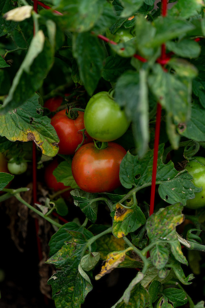 Any tomato that has reached the breaker stage is considered vine ripened and can be picked. (Laura McKenzie/Texas A&M AgriLife)