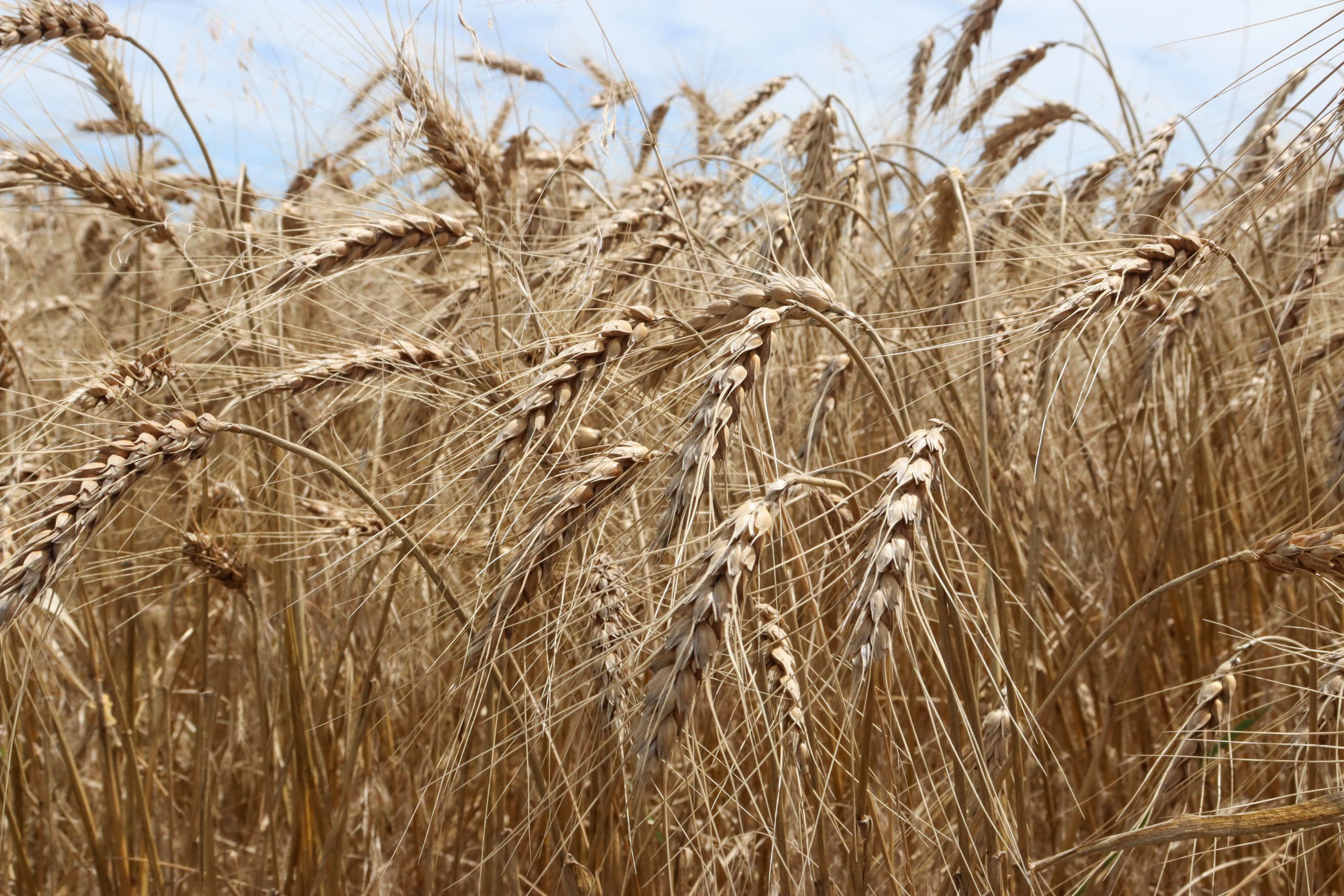 An Oklahoma wheat field. (Photo by Andrea Hanson.)