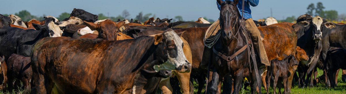 Horses are a key part of beef cattle operations across Texas. The Ranch Horse Program will be Aug. 4 in conjunction with the Beef Cattle Short Course Aug. 5-7 in Bryan-College Station. (Michael Miller/Texas A&M AgriLife)