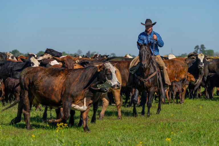 Horses are a key part of beef cattle operations across Texas. (Michael Miller/Texas A&M AgriLife)