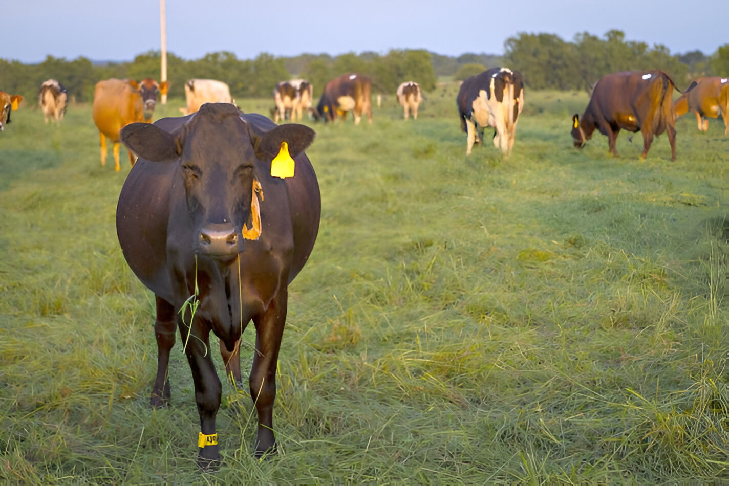 Cattle (File photo, MU College of Agriculture, Food and Natural Resources)