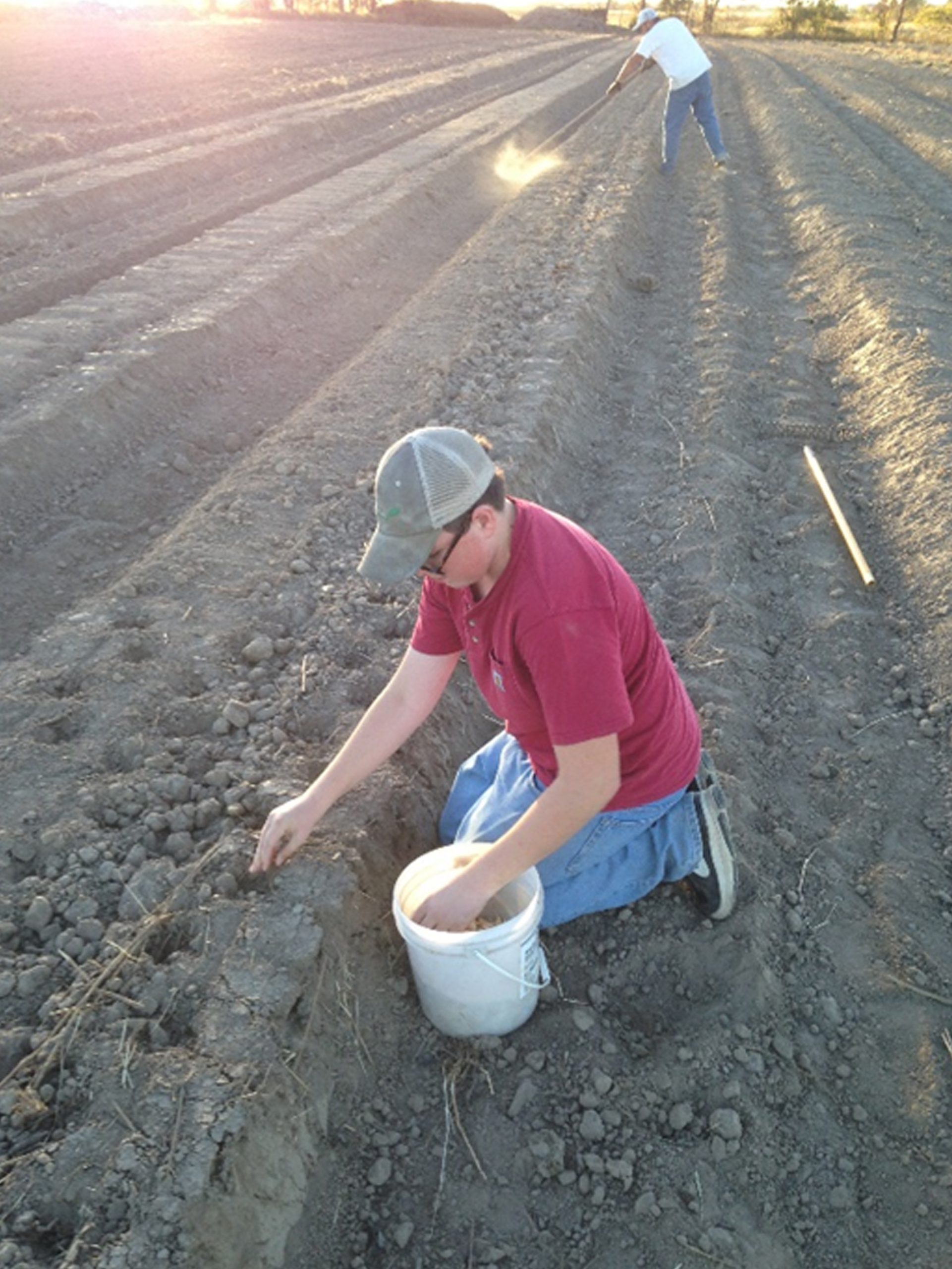 Fall is the ideal time to plant garlic in the Midwest, according to MU Extension state horticulturist David Trinklein. Fall planting allows roots to develop. Photo courtesy of Rusty Lee.