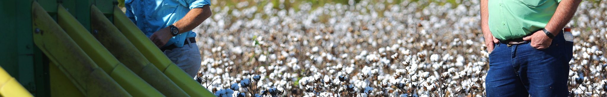 A decline in Arkansas cotton acres is part of the story behind the decline in the number of cotton gins (U of a System Division of Agriculture file photo)