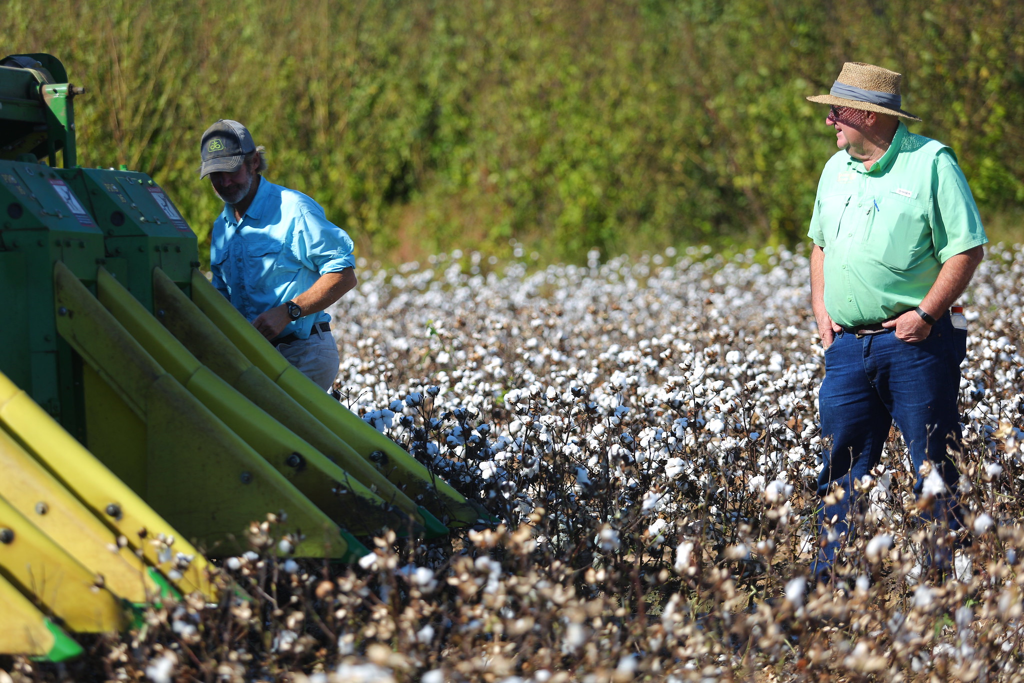 A decline in Arkansas cotton acres is part of the story behind the decline in the number of cotton gins (U of a System Division of Agriculture file photo)