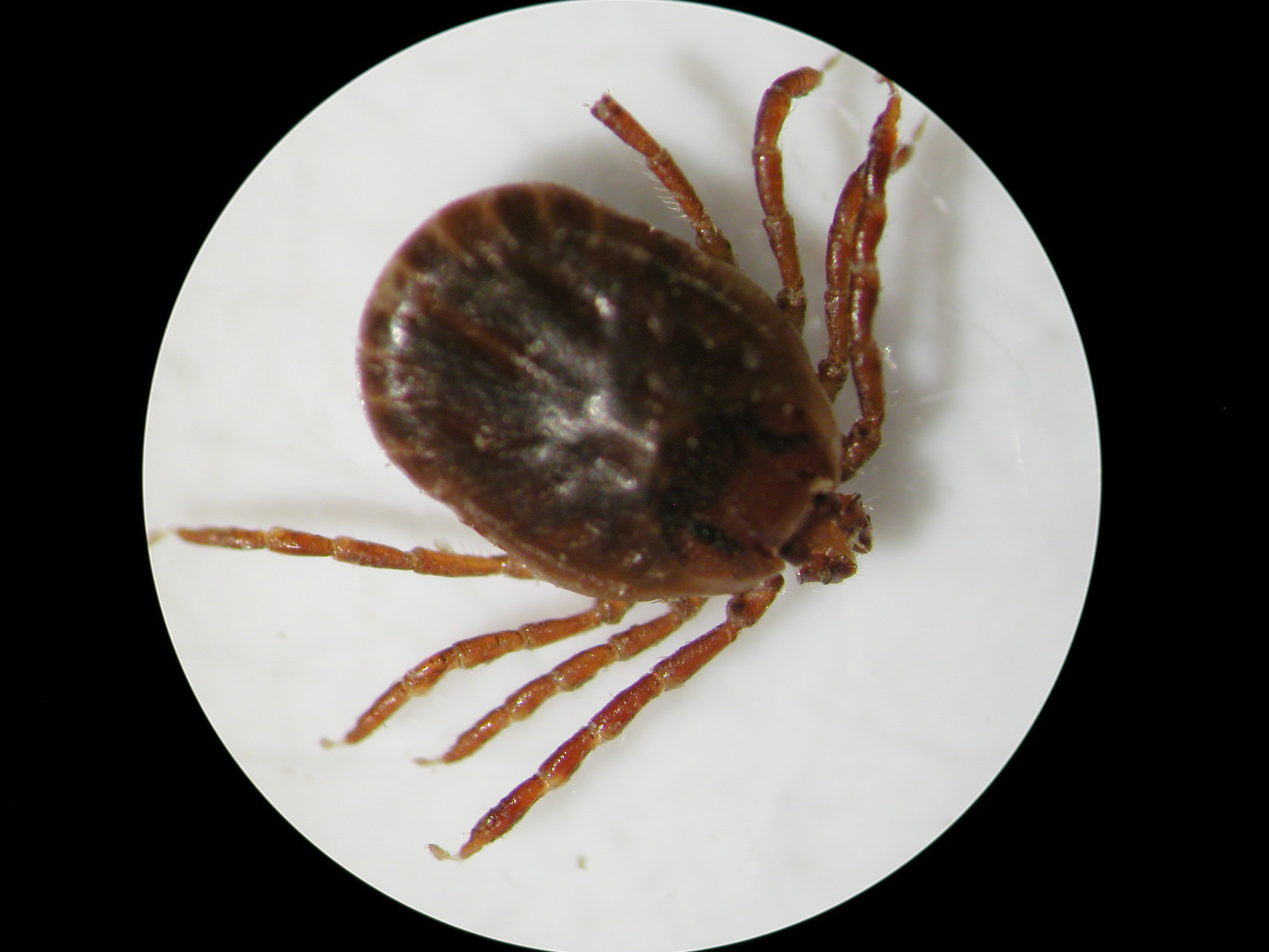 Image of invasive Asian Longhorned tick. (U of A System Division of Agriculture photo by Kelly Loftin)