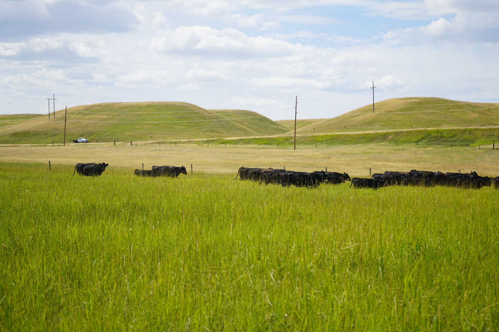 A herd of cattle moves to a new pasture as part of the landowners land management initiative at Caquelin's Ranch. (USDA NRCS Montana)